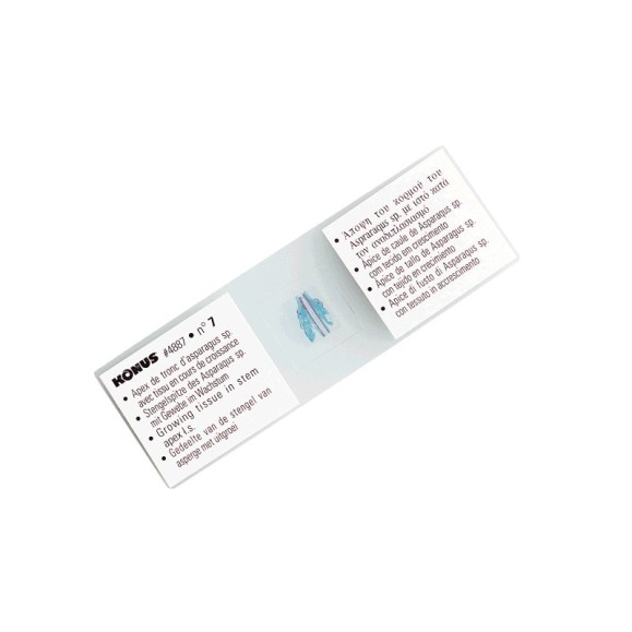 Échantillons préparés SERIES D'ENSEIGNEMENT EN BIOLOGIE 1 4963