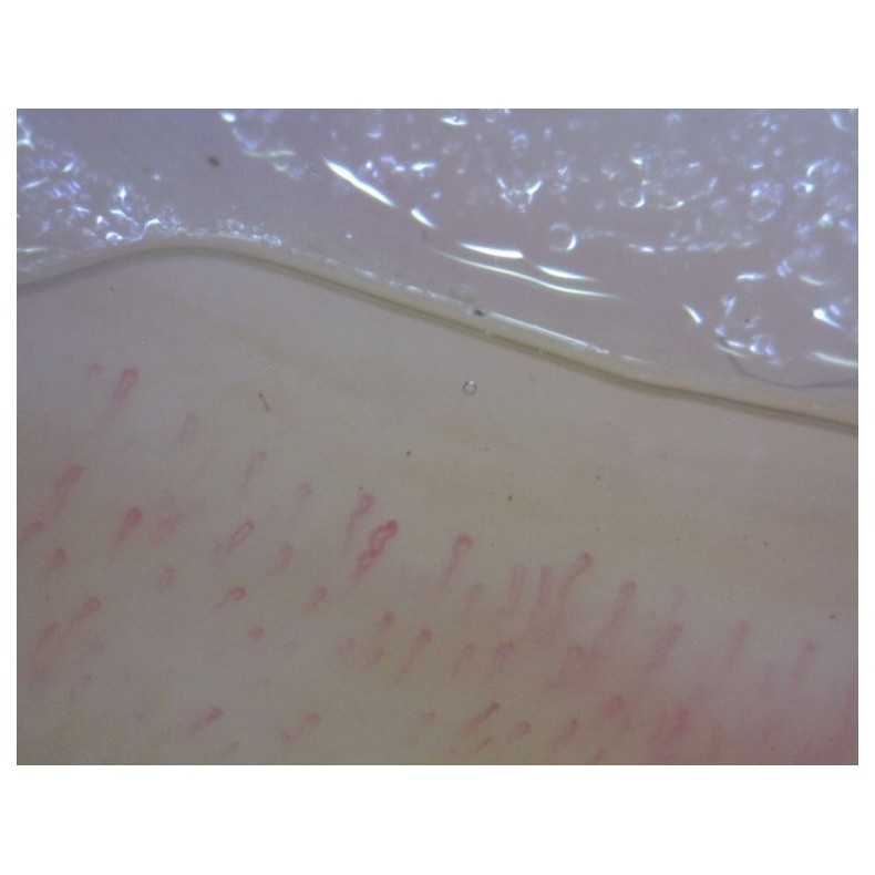 Dino-Lite Microscope numérique... Dino-Lite Microscope numérique...