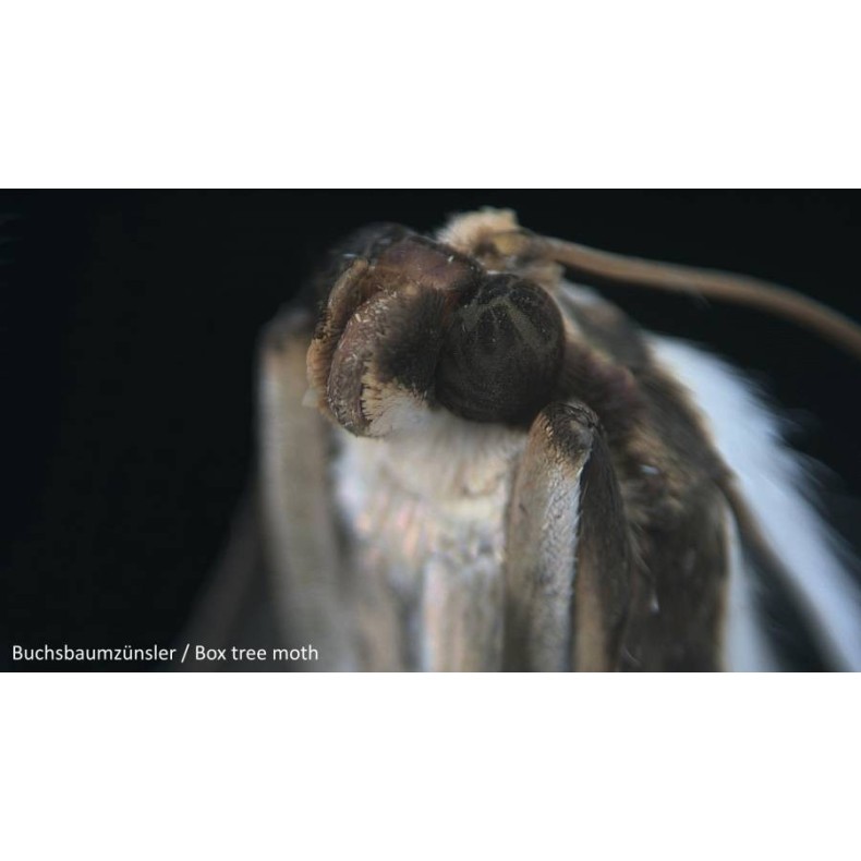 Bresser Junior Microscope stéréo 20x... Bresser Junior Microscope stéréo 20x...