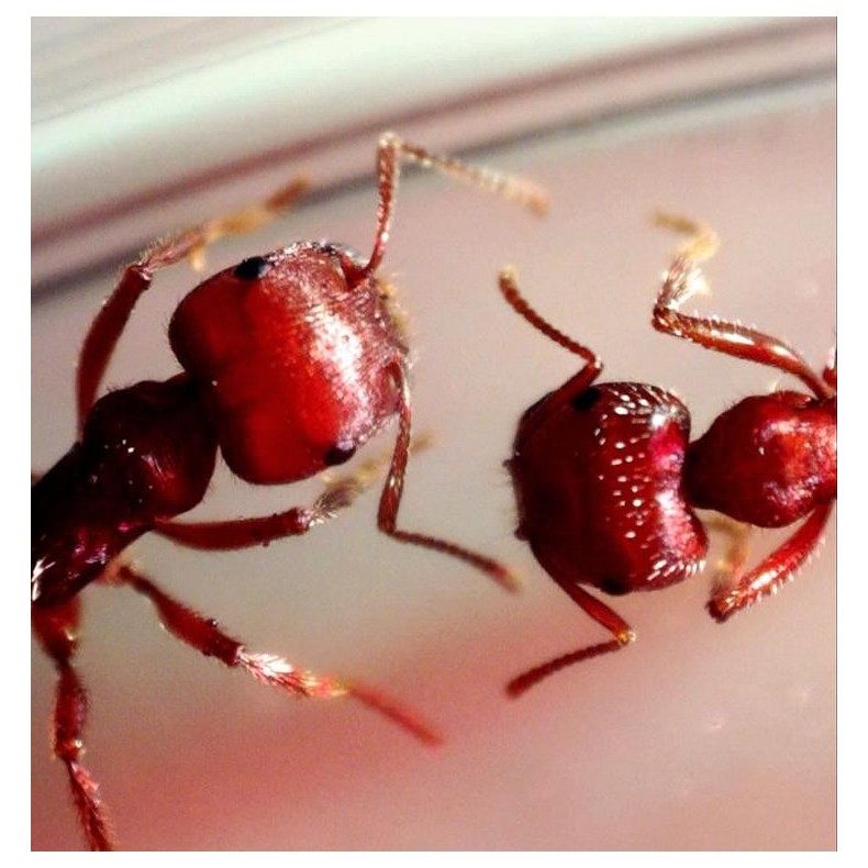 Celestron Microscope numérique...