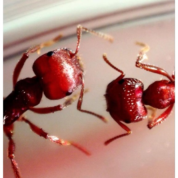 Celestron Microscope numérique Microdirect 1080P HD Handheld