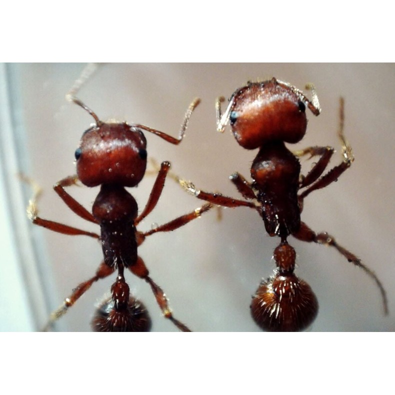 Celestron Microscope numérique...