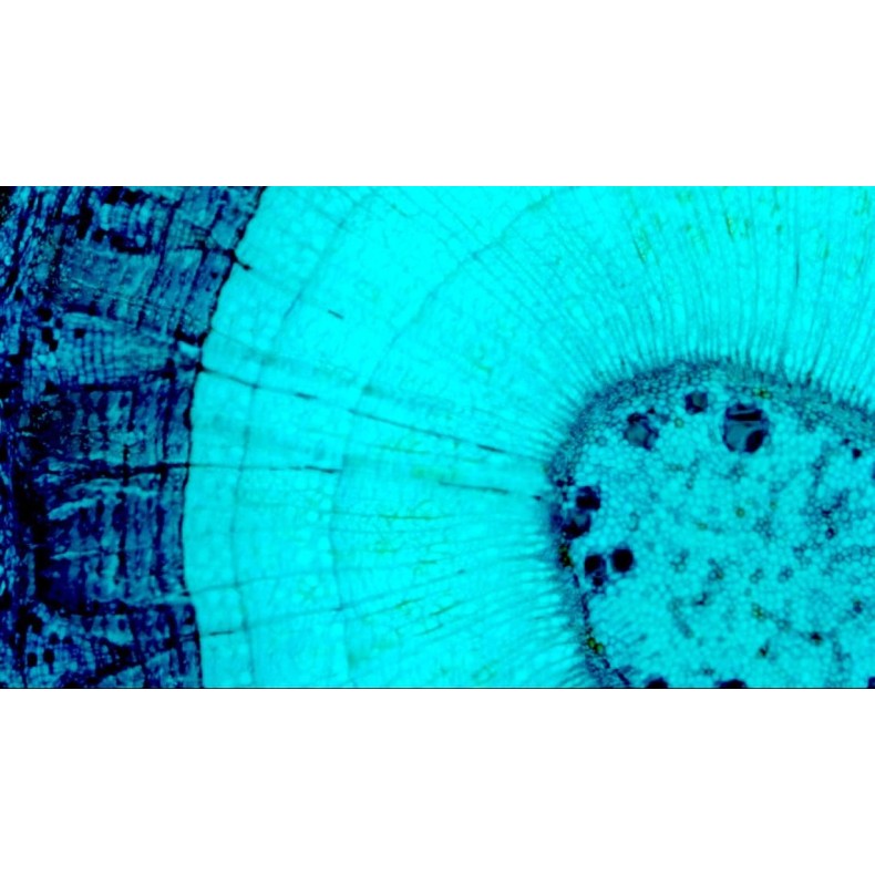 Celestron Microscope numérique...