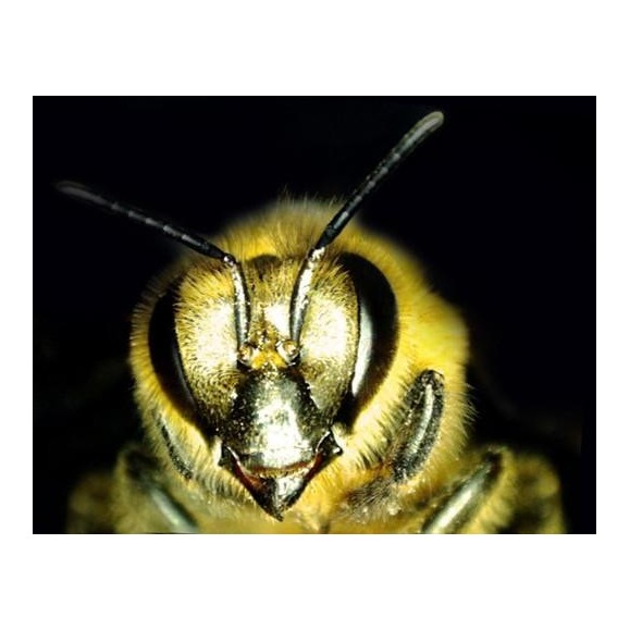 Celestron Microscope numérique Microdirect 1080P HD Handheld