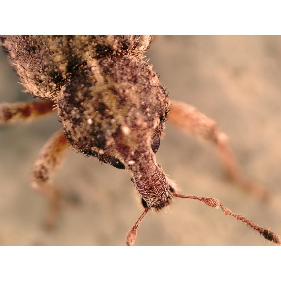 Microscope numérique Celestron FlipView LCD