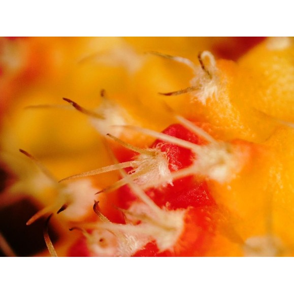 Microscope numérique Celestron FlipView LCD