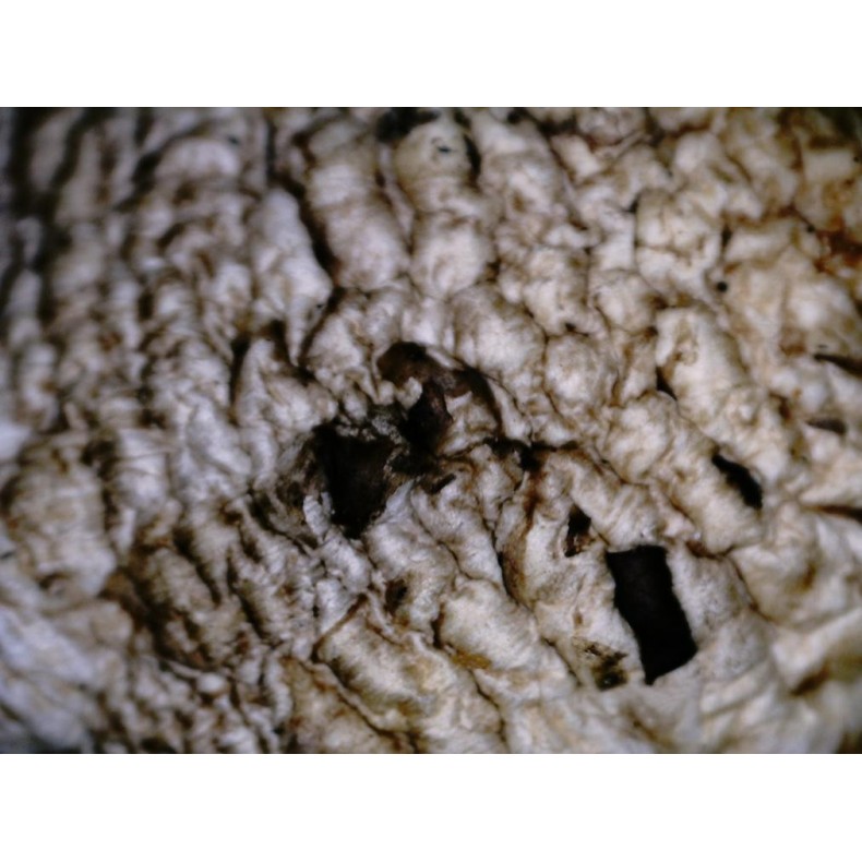 Microscope numérique Celestron... Microscope numérique Celestron...