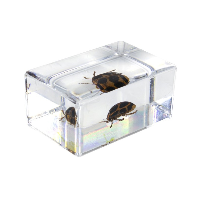 Kit de préparation 3D pour insectes n° 4
