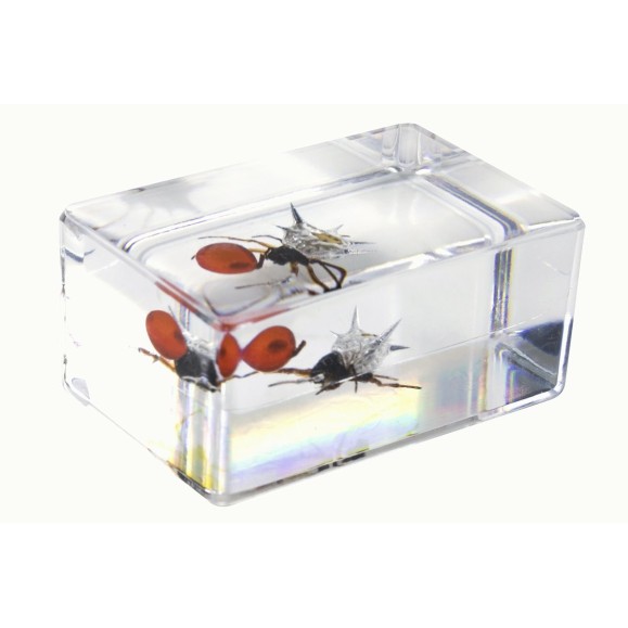 Kit de préparation 3D pour insectes n° 4