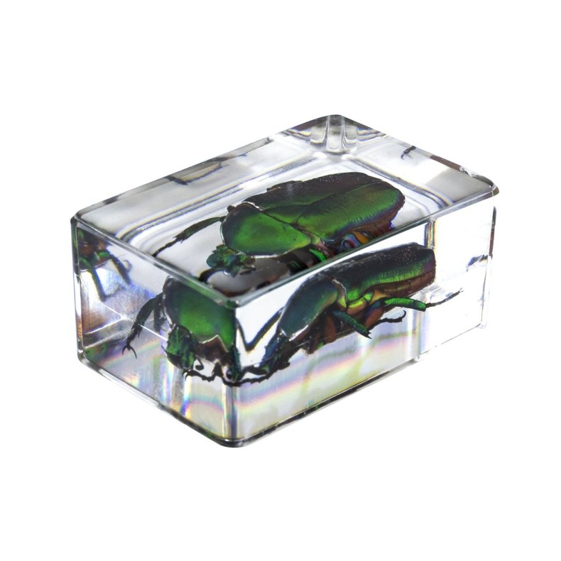 Kit de préparation 3D pour insectes n° 4