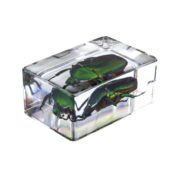 Kit de préparation 3D pour insectes n° 4