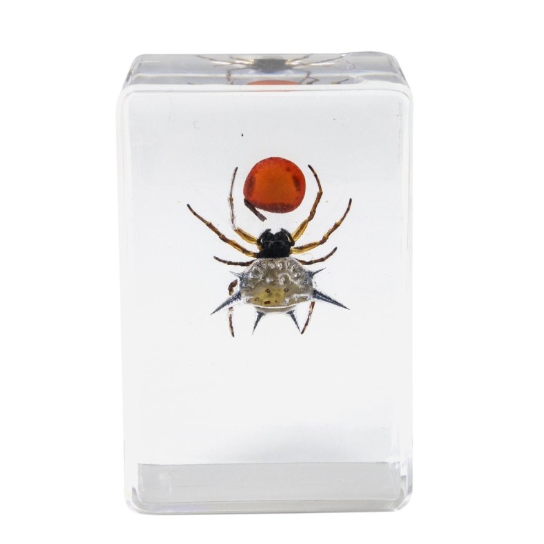 Kit de préparation 3D pour insectes n° 4