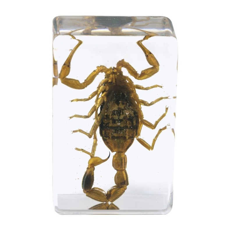 Kit de préparation 3D pour insectes n° 4