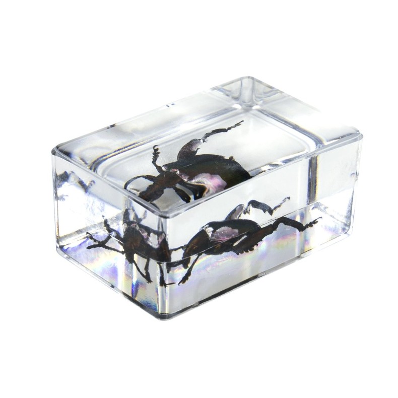 Kit de préparation 3D pour insectes n° 5 Kit de préparation 3D pour insectes n° 5