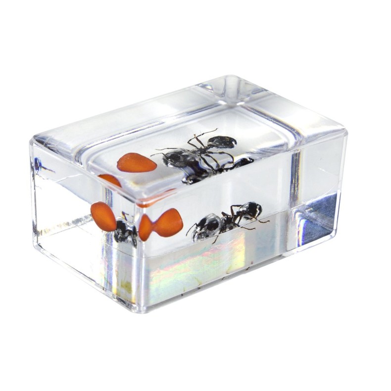 Kit de préparation 3D pour insectes n° 5 Kit de préparation 3D pour insectes n° 5