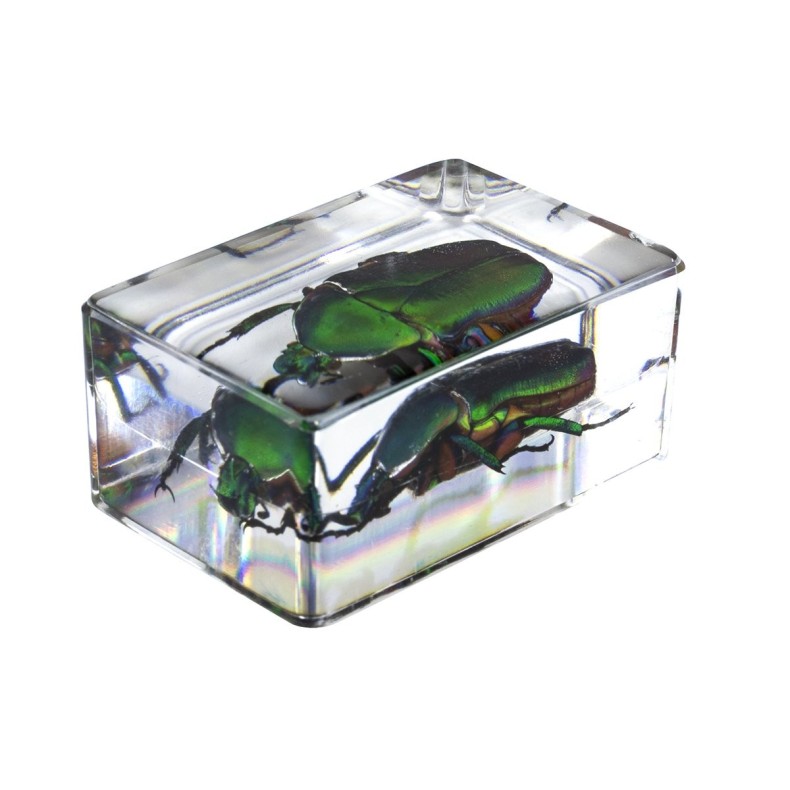 Kit de préparation 3D pour insectes n° 5 Kit de préparation 3D pour insectes n° 5