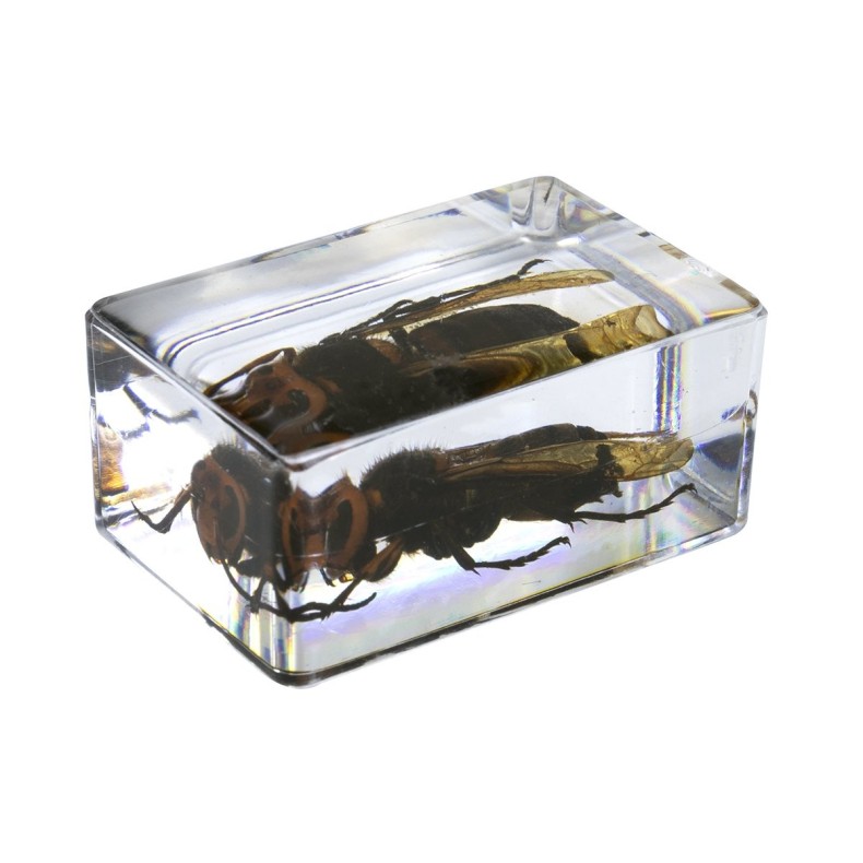 Kit de préparation 3D pour insectes n° 5 Kit de préparation 3D pour insectes n° 5