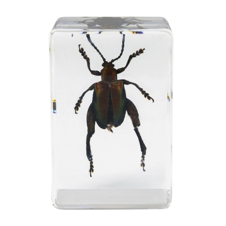 Kit de préparation 3D pour insectes n° 5 Kit de préparation 3D pour insectes n° 5