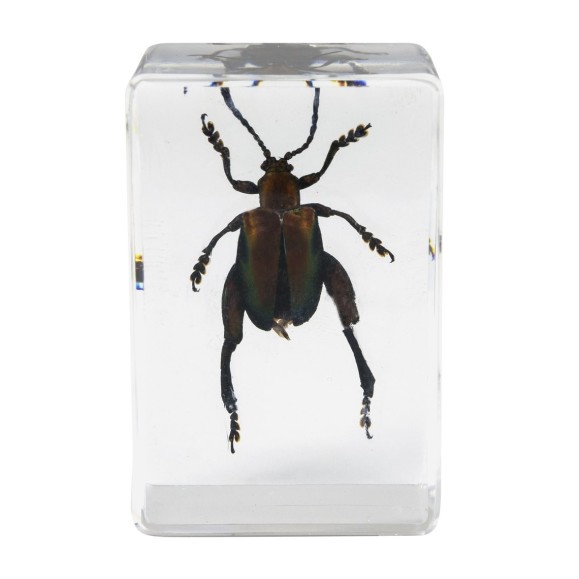 Kit de préparation 3D pour insectes n° 5