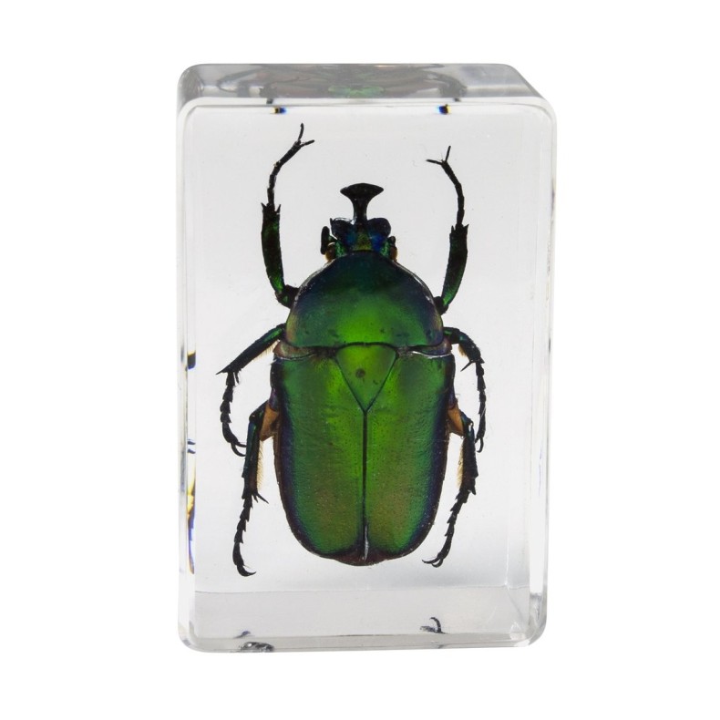 Kit de préparation 3D pour insectes n° 5 Kit de préparation 3D pour insectes n° 5
