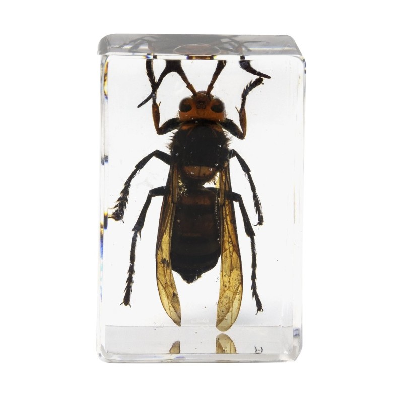 Kit de préparation 3D pour insectes n° 5 Kit de préparation 3D pour insectes n° 5