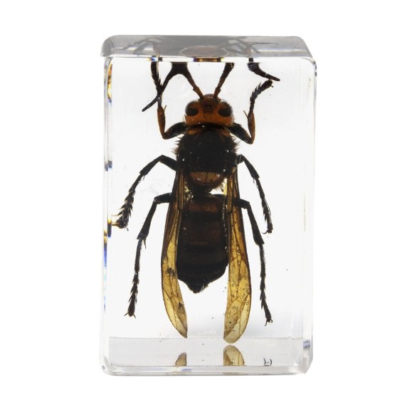 Kit de préparation 3D pour insectes n° 5