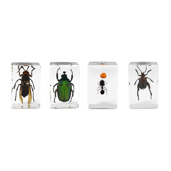 Kit de préparation 3D pour insectes n° 5