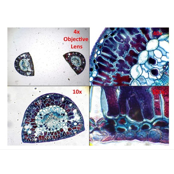 Dino-Lite Caméra oculaire AM7025X