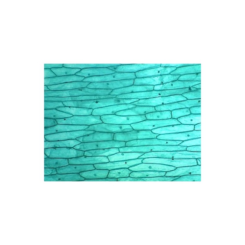 Omegon Appareil photo USB Telemikro USB Omegon Appareil photo USB Telemikro USB