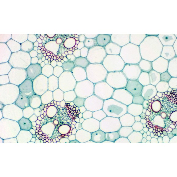 Caméra oculaire BRESSER MikrOkular Full HD