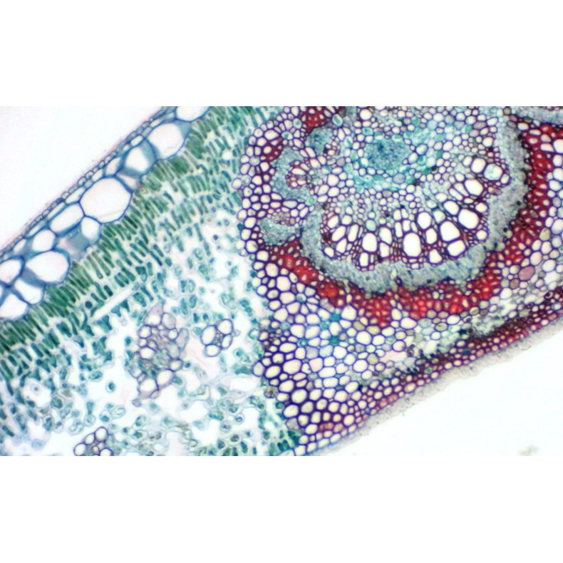 Caméra oculaire BRESSER MikrOkular... Caméra oculaire BRESSER MikrOkular...