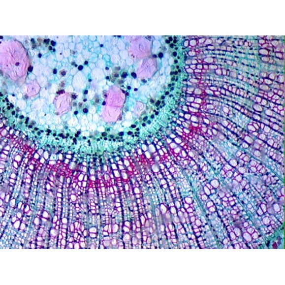 Caja de preparaciones 25 unidades