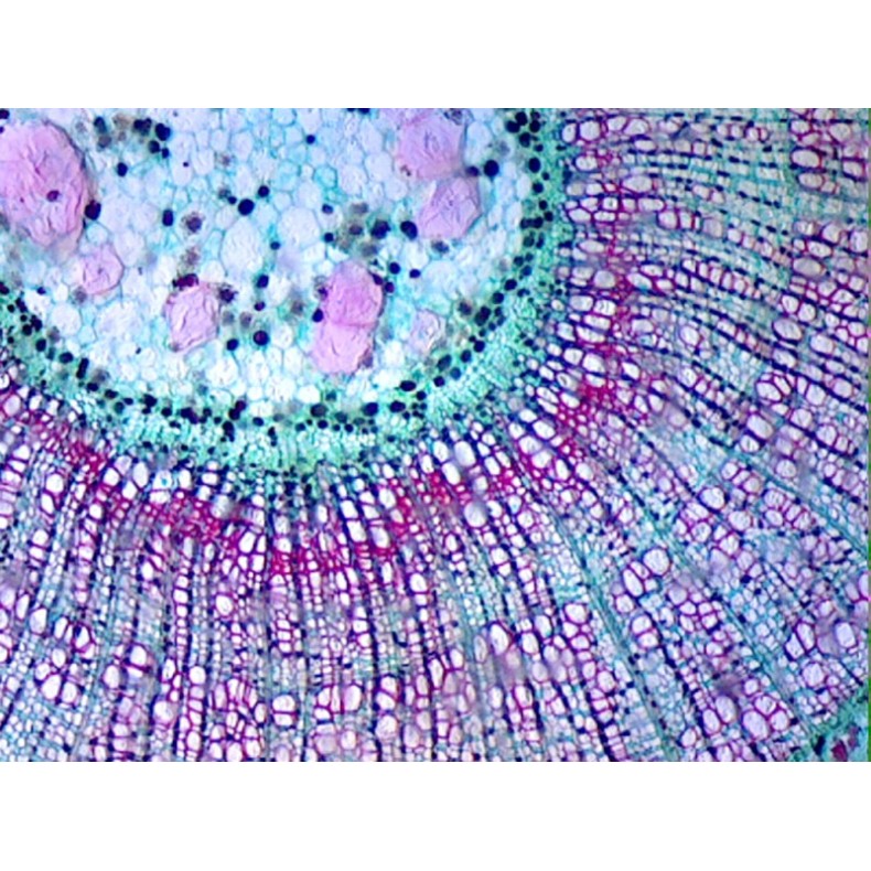 Caja de preparaciones 100 unidades