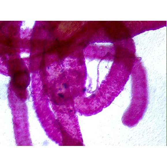 Caja de preparaciones 100 unidades