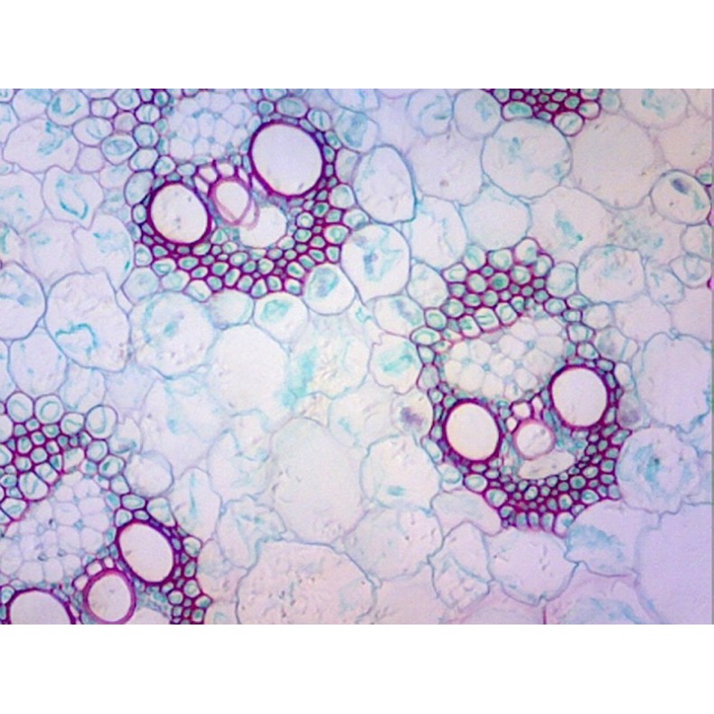 Caja de preparaciones 100 unidades