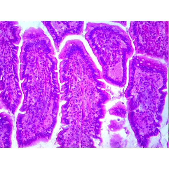 Caja de preparaciones 100 unidades