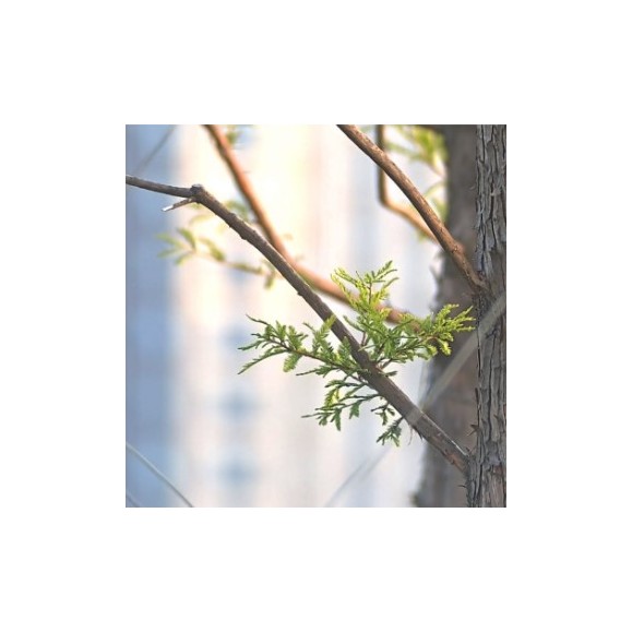 Télescope réfracteur triplet apochromatique SeeStar S50