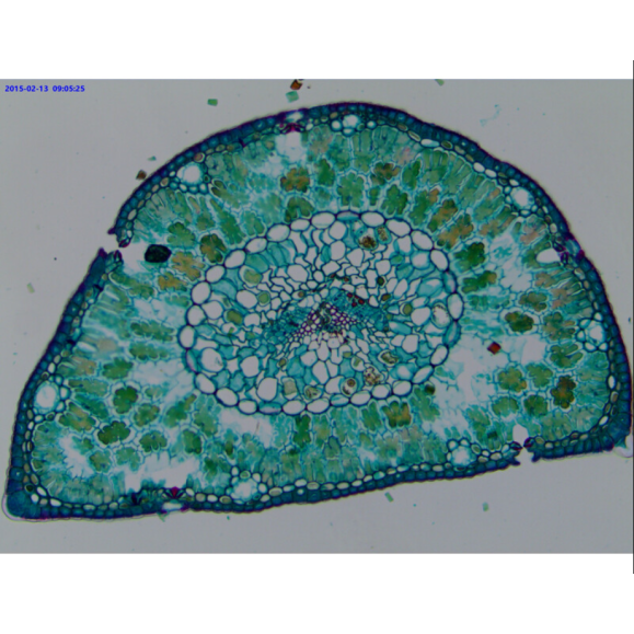 TOUPTEK ToupCam WUCAM 720PA, couleur, CMOS, 1/2.5", 2.2 µm, 30 fps, 720 P, WiFi/USB