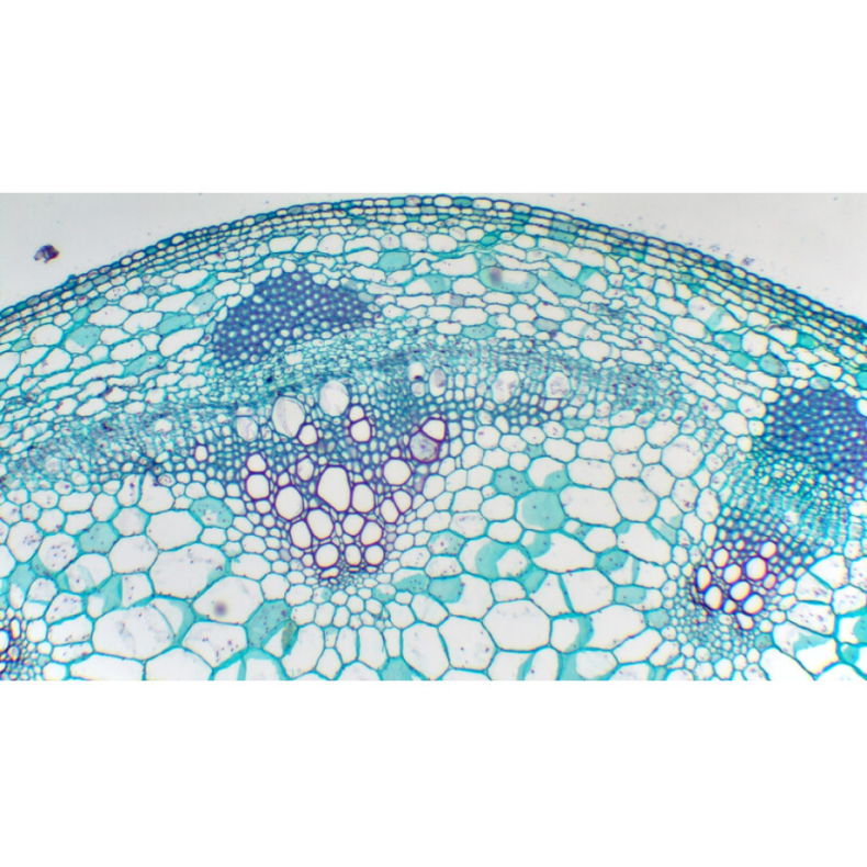 TOUPTEK ToupCam X7CAM4K 8MPB caméra,...