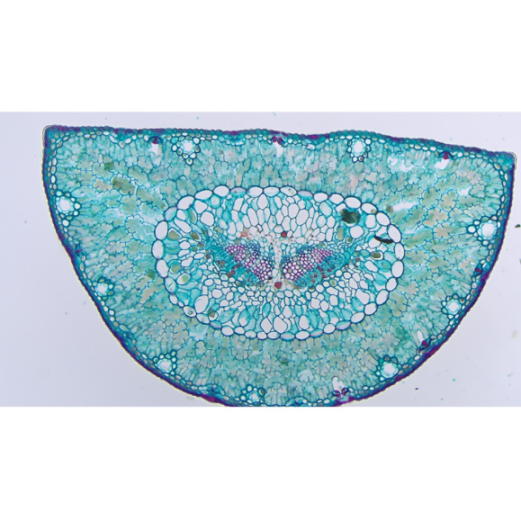 TOUPTEK ToupCam XCAM4K 8MPA caméra, couleur, CMOS, 1/1.8, 2µm, 60/30/30fps, 8MP, HDMI/LAN/USB, WLAN en option