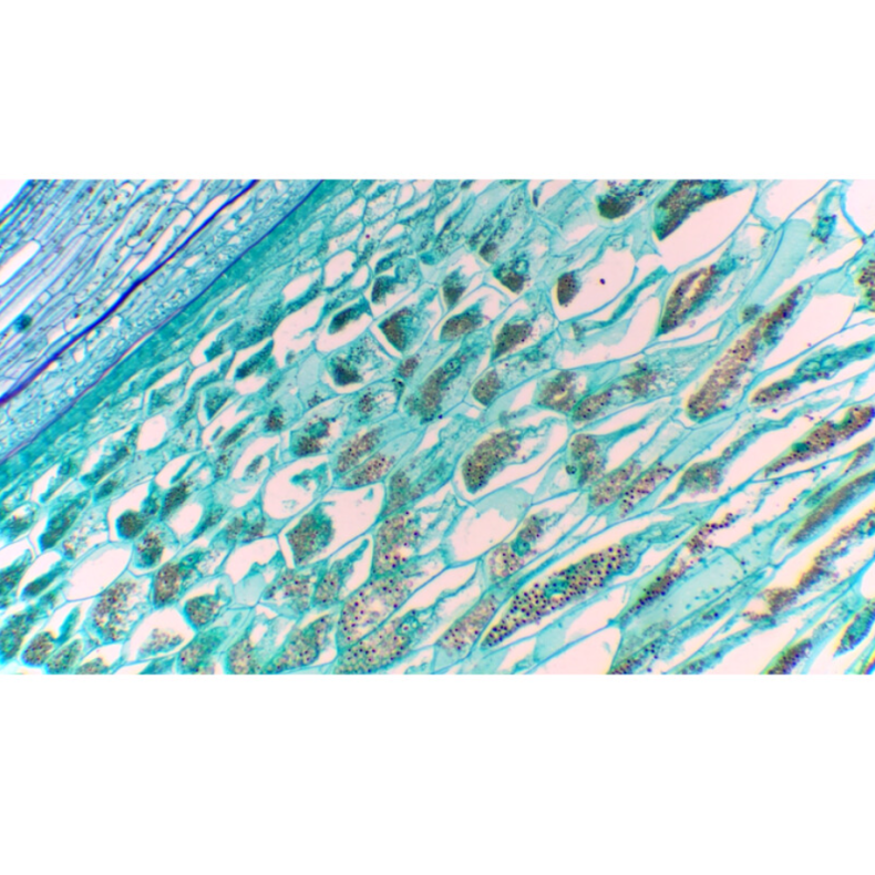 TOUPTEK ToupCam XCAMLITE1080P Caméra... TOUPTEK ToupCam XCAMLITE1080P Caméra...