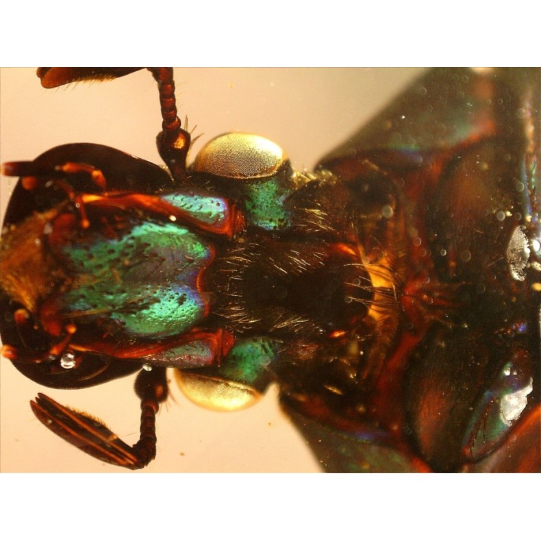 Celestron Microscope portatif...