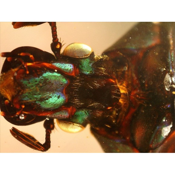 Celestron Microscope portatif numérique Pro 44308