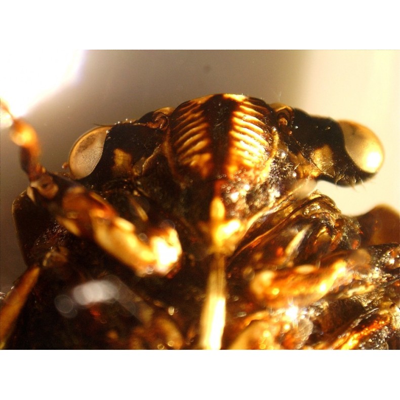 Celestron Microscope portatif...