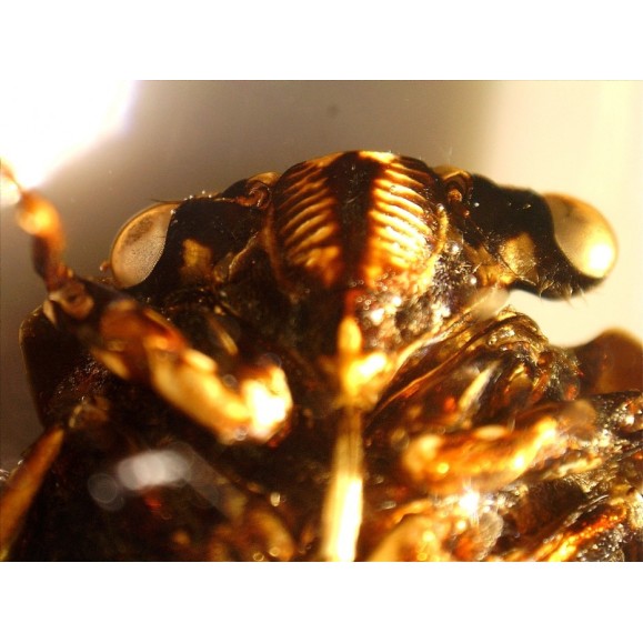 Celestron Microscope portatif numérique Pro 44308