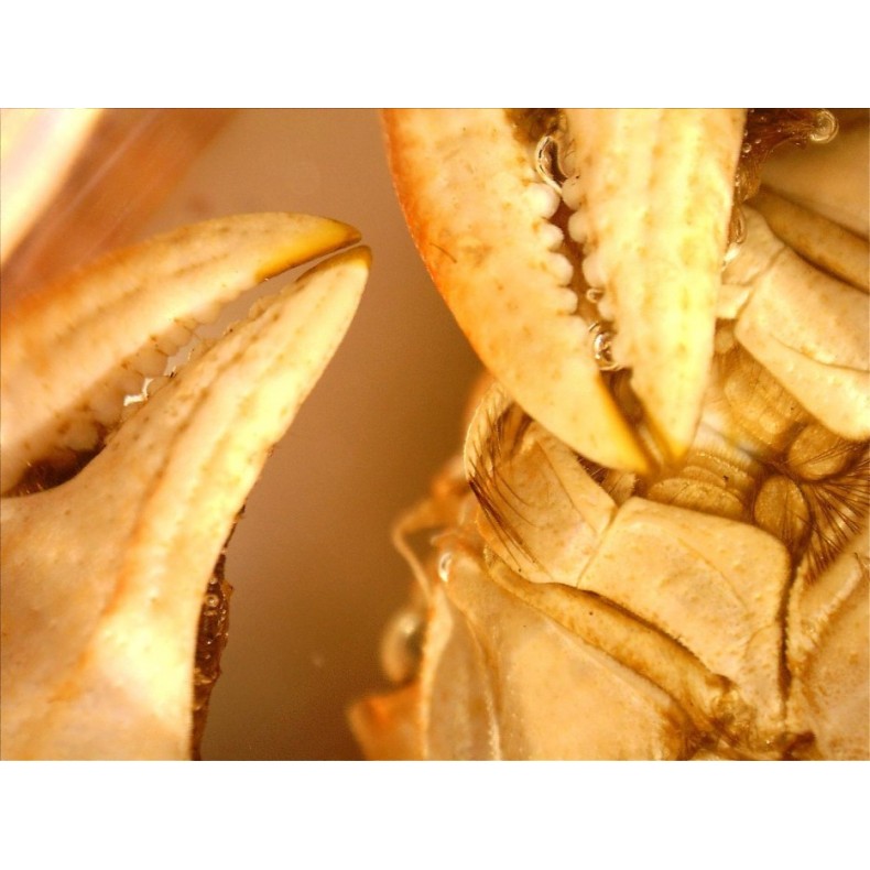 Celestron Microscope portatif...