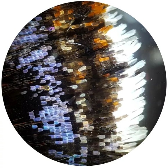 Microscope Bresser Biolux HD NV 20-1280x