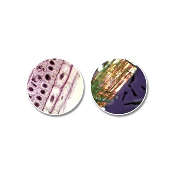 Microscope National Geographic 300x-1200x