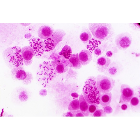 Échantillons préparés BRESSER : Histologie